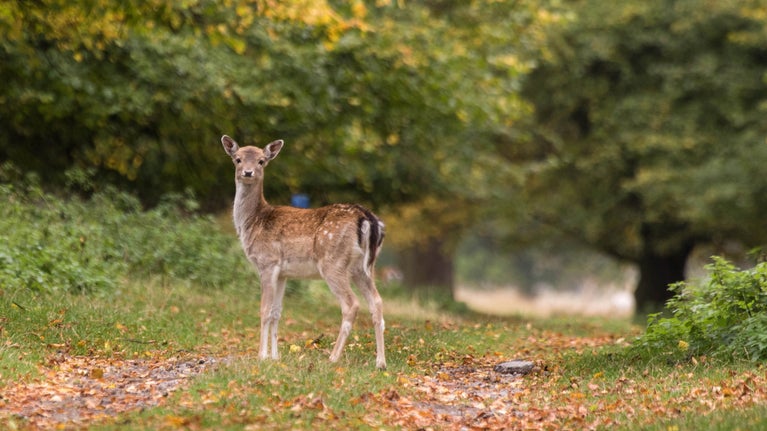 A young fawn looking at the camera in West Park Lime Avenue with autumn leaves all around.